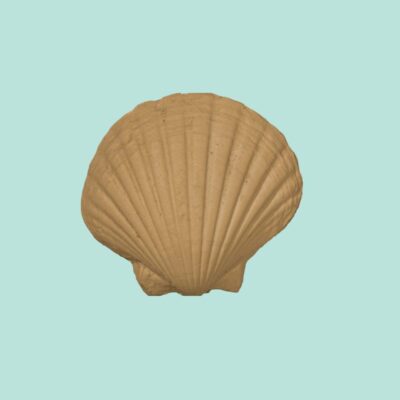 CC11 - Large Sea Shell