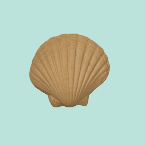 CC11 - Large Sea Shell