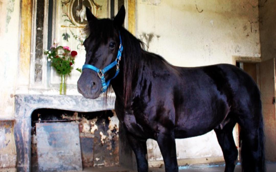 Horse in Chateau