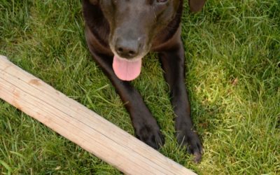 Hooligan Made Me Do It!