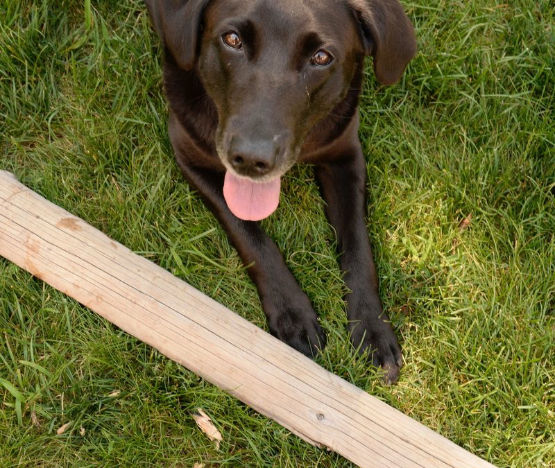 Hooligan made me do it