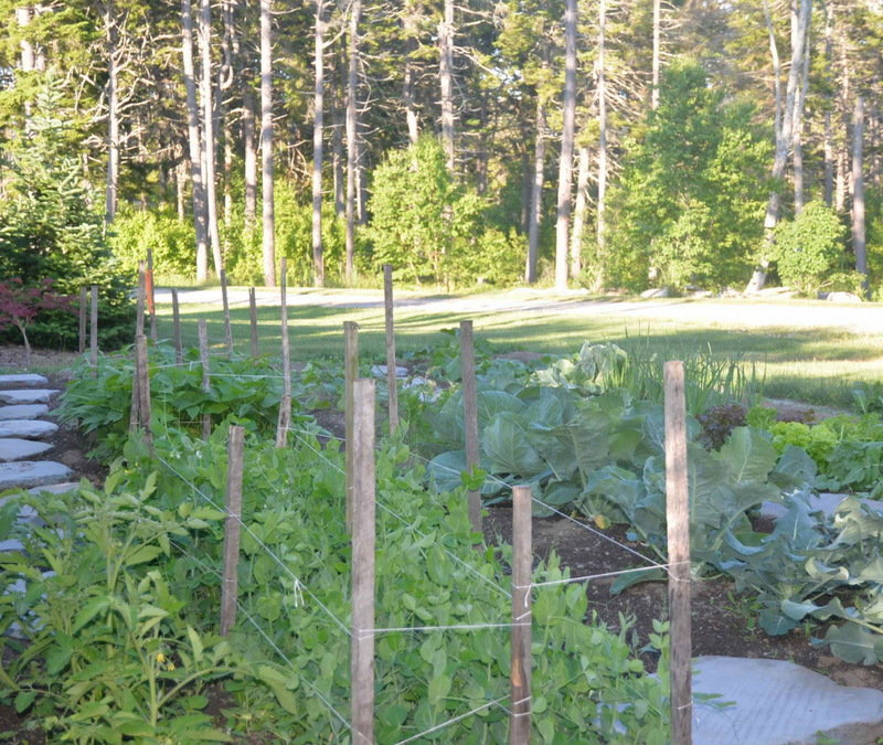 Efex In The Maine Country Home Garden